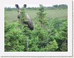 Peek-A-Boo * 2592 x 1944 * (1.82MB)
