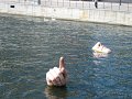 IMG_1031