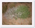 IMG_9135 * Wildflowers Birdsville Cemetery * 2592 x 1944 * (2.07MB)