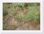 IMG_9205 * Wildflowers Maree * 2592 x 1944 * (2.3MB)