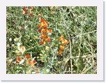 IMG_9206 * Wildflowers Maree * 2592 x 1944 * (1.93MB)
