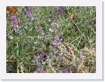 IMG_9207 * Wildflowers Maree * 2592 x 1944 * (1.91MB)