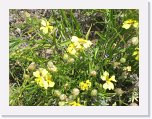 IMG_9208 * Wildflowers Maree * 2592 x 1944 * (1.64MB)